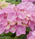 Hydrangea Forever & Ever® 'Pink'