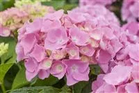 Hydrangea Forever & Ever® 'Pink'