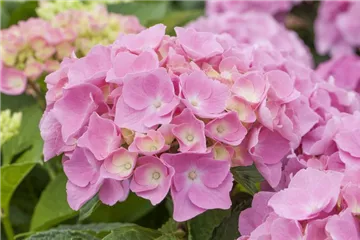 Hydrangea Forever & Ever® 'Pink'