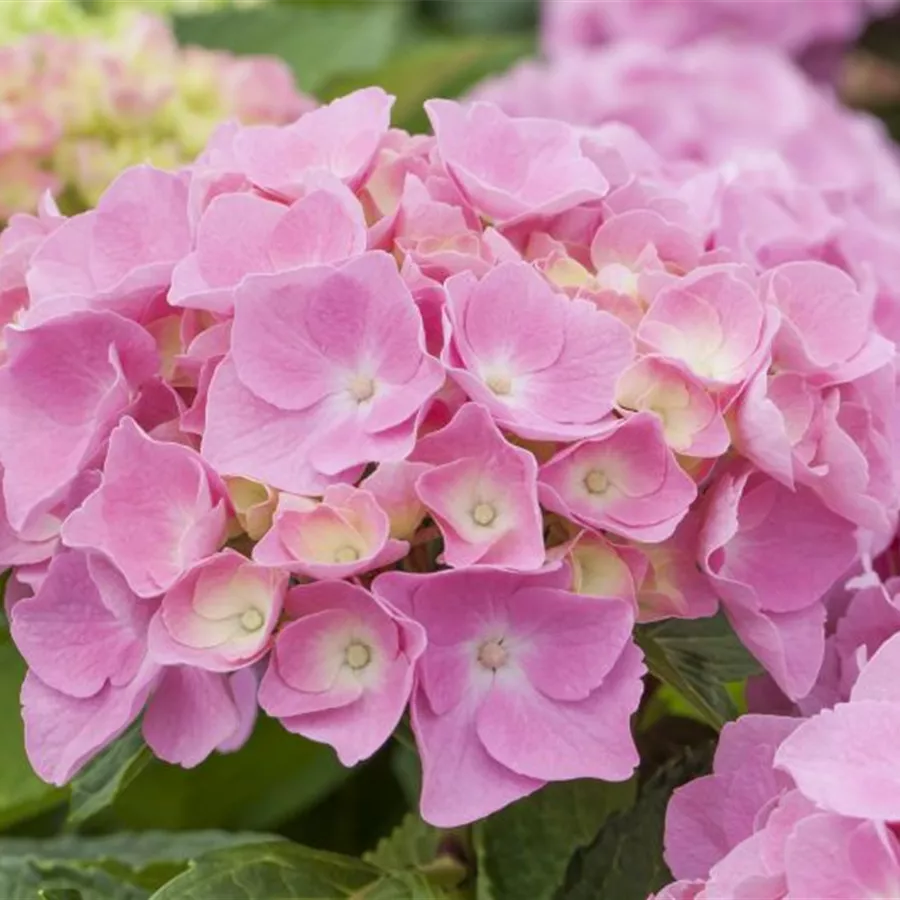 Hydrangea Forever & Ever® 'Pink'