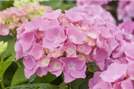 Bauernhortensie Forever & Ever® 'Pink' - Hydrangea Forever & Ever® 'Pink'