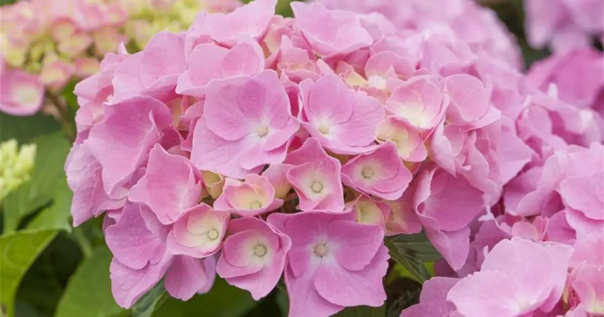 Hydrangea Forever & Ever® 'Pink'