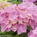Hydrangea Forever & Ever® 'Pink'