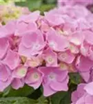 Hydrangea Forever & Ever® 'Pink'