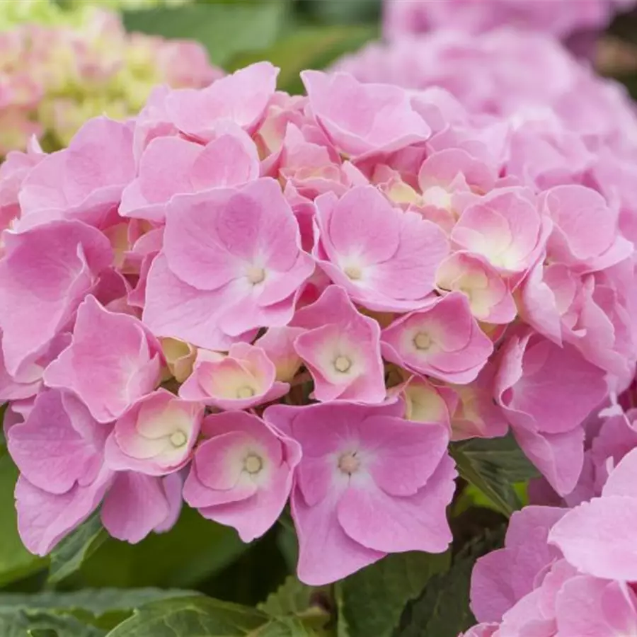 Hydrangea Forever & Ever® 'Pink'