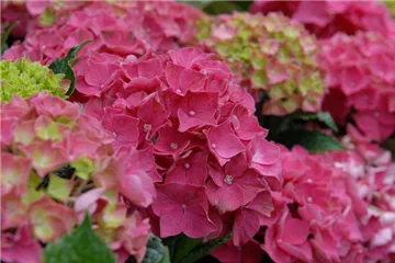 Bauernhortensie Forever & Ever® 'Red' - Hydrangea Forever & Ever® 'Red'