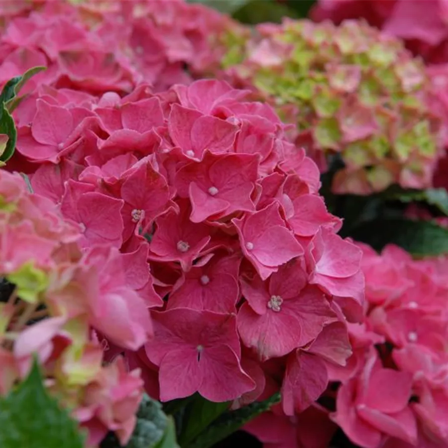 Hydrangea Forever & Ever® 'Red' Hydrangea Forever & Ever® 'Red'