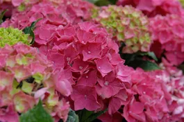 Bauernhortensie Forever & Ever® 'Red' - Hydrangea Forever & Ever® 'Red'