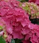 Hydrangea Forever & Ever® 'Red'