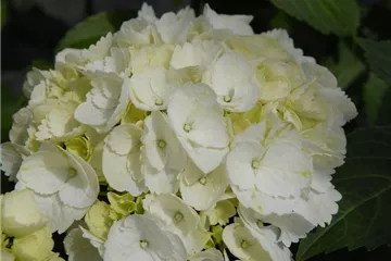 Bauernhortensie Forever & Ever® 'White' - Hydrangea Forever & Ever® 'White'