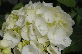 Bauernhortensie Forever & Ever® 'White' - Hydrangea Forever & Ever® 'White'