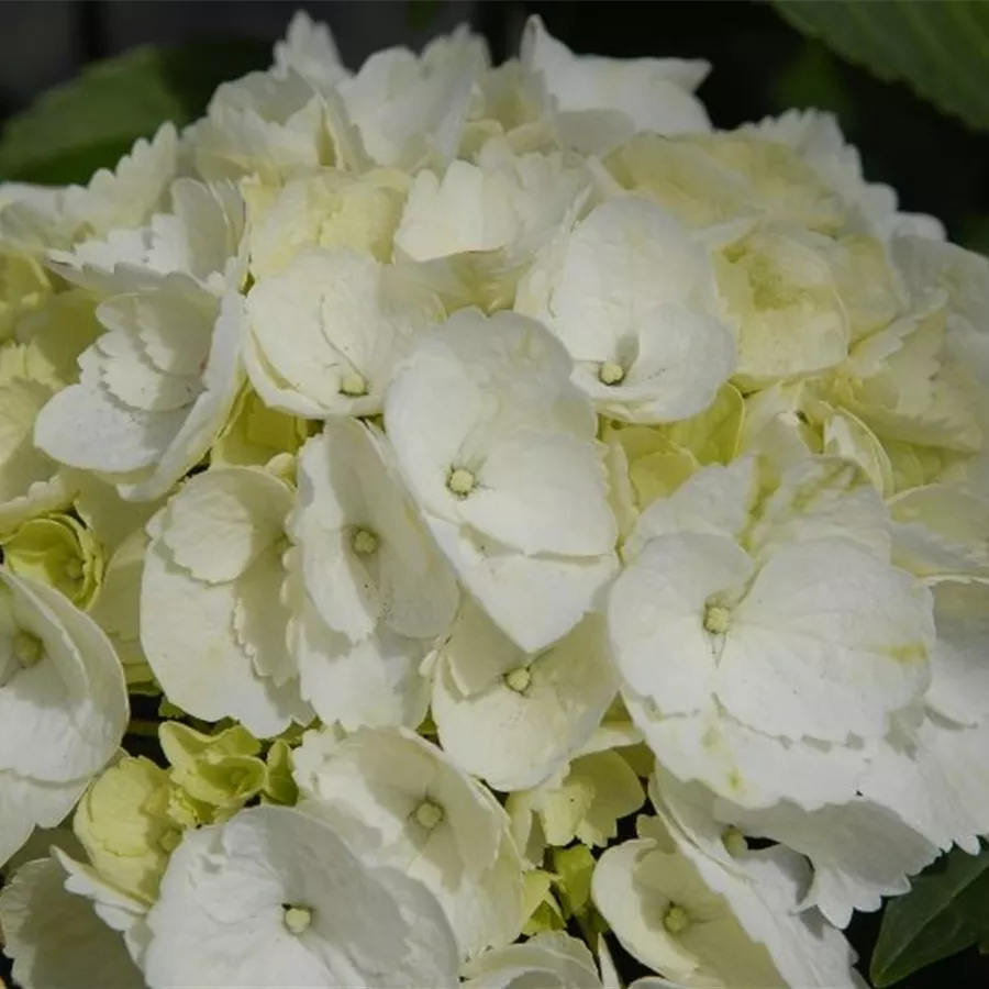 Hydrangea Forever & Ever® 'White'