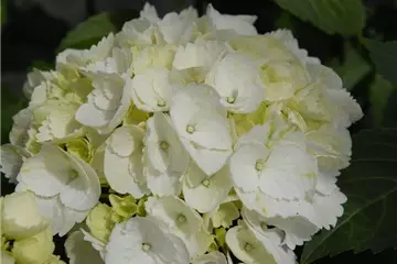 Hydrangea Forever & Ever® 'White'