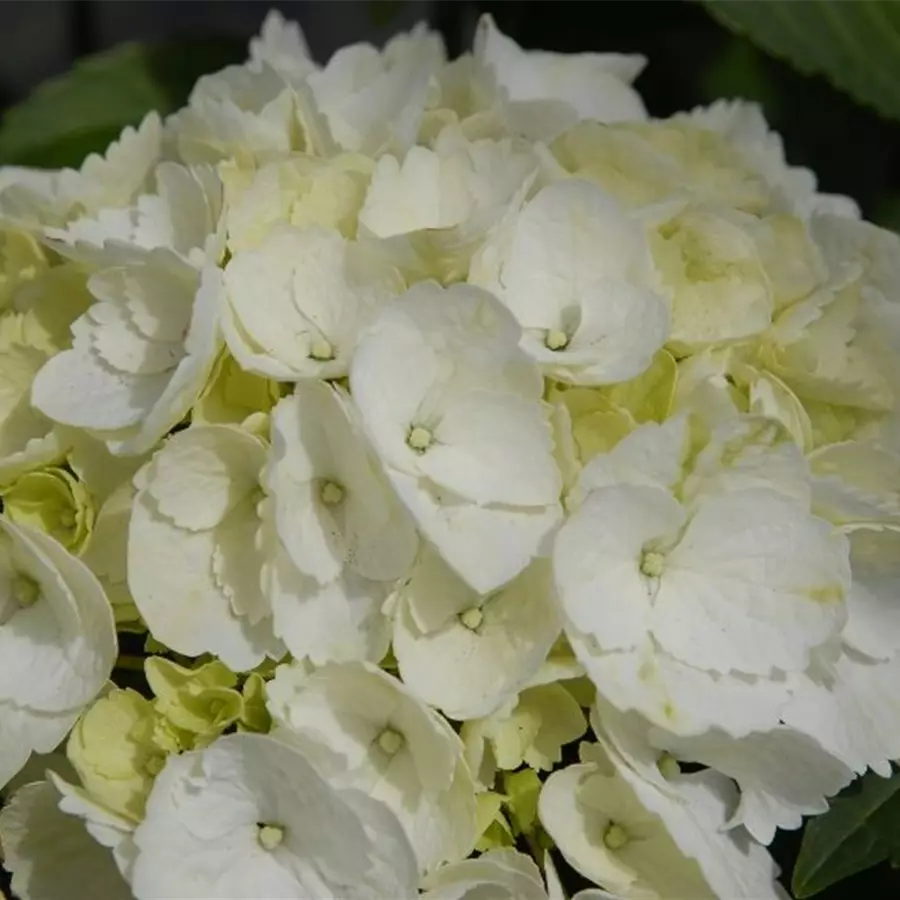 Hydrangea Forever & Ever® 'White'