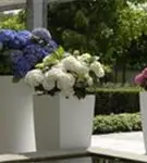 Bauernhortensie Forever & Ever® 'White'