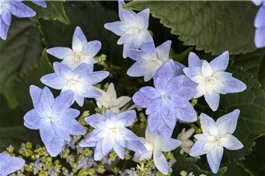 Tellerhortensie Hovaria® 'Elleair Anniversary' bl - Hydrangea Hovaria® 'Elleair Anniversary' blau