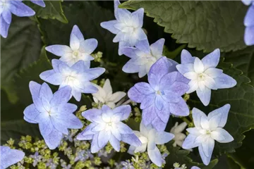 Tellerhortensie Hovaria® 'Elleair Anniversary' bl - Hydrangea Hovaria® 'Elleair Anniversary' blau