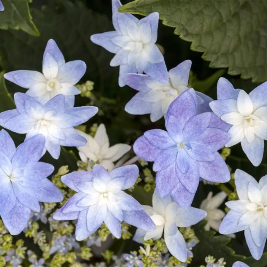 Hydrangea Hovaria® 'Elleair Anniversary' blau