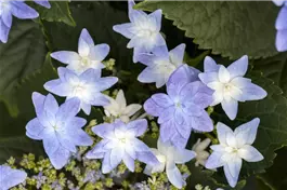 Tellerhortensie Hovaria® 'Elleair Anniversary' bl - Hydrangea Hovaria® 'Elleair Anniversary' blau