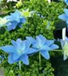 Nahaufnahme Blüte Hydrangea Hovaria® 'Elleair Anniversary'