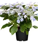 Hydrangea Hovaria® 'Elleair Anniversary' im Topf