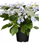 Blaue Tellerhortensie® 'Elleair Anniversary'