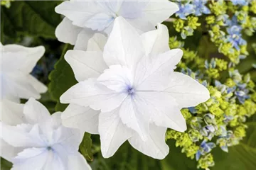 Hydrangea Hovaria® 'Feuerwerk weiß'