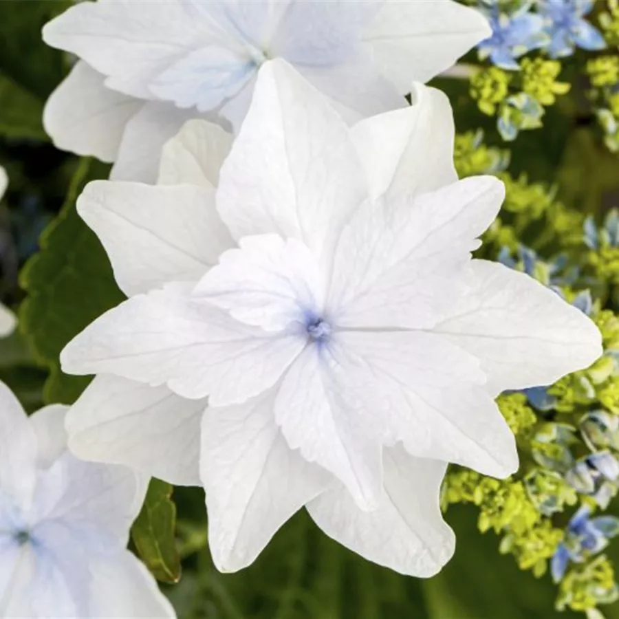Nahaufnahme der Blüte einer Bauernhortensie Hovaria® 'Feuerwerk weiß'