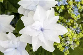 Tellerhortensie Hovaria® 'Feuerwerk weiß' - Hydrangea Hovaria® 'Feuerwerk weiß'