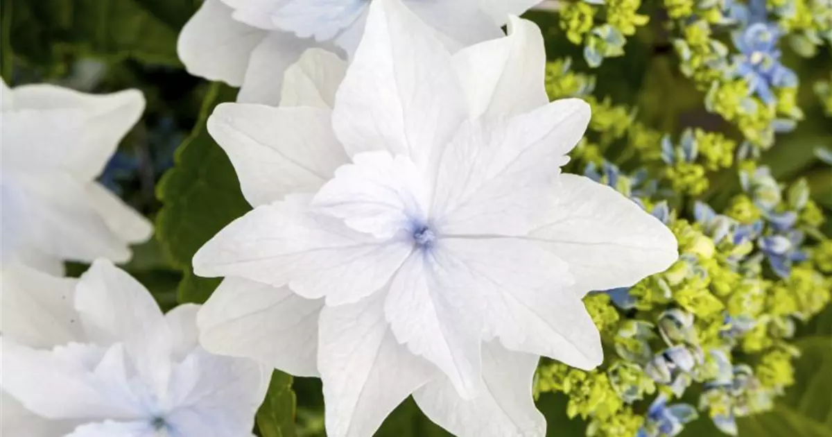 Hydrangea Hovaria® 'Feuerwerk weiß'