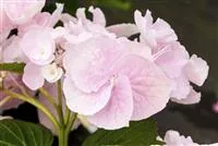 Hydrangea Hovaria® 'Hobella'