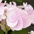 Nahaufnahme Blüten Bauernhortensie Hovaria® 'Hobella'