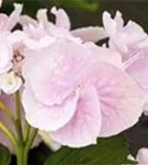 Nahaufnahme Blüten Bauernhortensie Hovaria® 'Hobella'