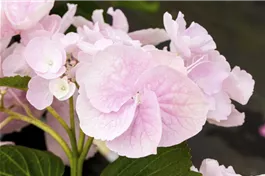 Tellerhortensie Hovaria® 'Hobella' - Hydrangea Hovaria® 'Hobella'