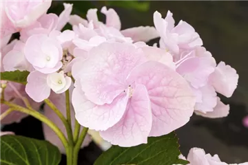 Hydrangea Hovaria® 'Hobella'