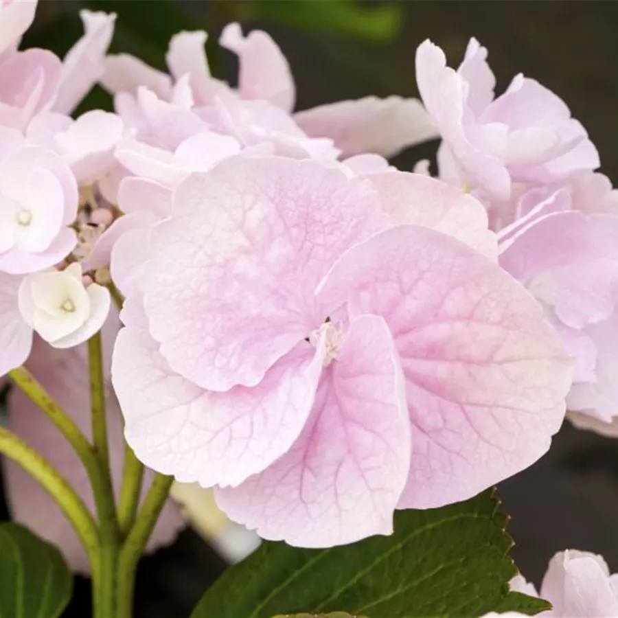 Nahaufnahme Blüten Bauernhortensie Hovaria® 'Hobella'