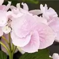 Nahaufnahme Blüten Bauernhortensie Hovaria® 'Hobella'