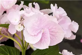 Tellerhortensie Hovaria® 'Hobella' - Hydrangea Hovaria® 'Hobella'