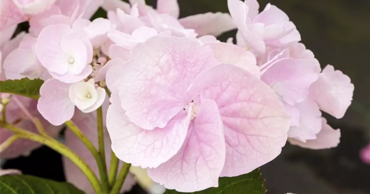 Hydrangea Hovaria® 'Hobella'