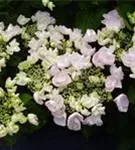 Einzelne Blüte der Bauernhortensie Hovaria® 'Hobella'