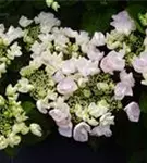 Einzelne Blüte der Bauernhortensie Hovaria® 'Hobella'