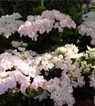 Fernaufnahme der Bauernhortensie Hovaria® 'Hobella'