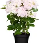Bauernhortensie Hovaria® 'Hobella' im Schatten