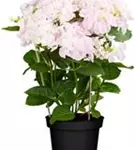 Bauernhortensie Hovaria® 'Hobella' im Schatten