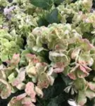 Bauernhortensie Hovaria® 'Hobella' im Topf