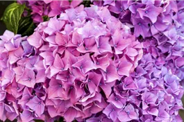Bauernhortensie Hovaria® 'Hobergine' - Hydrangea Hovaria® 'Hobergine'