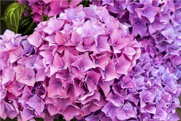 Hydrangea Hovaria® 'Hobergine'