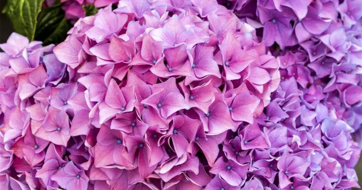 Hydrangea Hovaria® 'Hobergine'