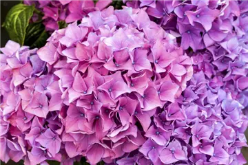Hydrangea Hovaria® 'Hobergine'