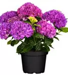 Blüte der Bauernhortensie Hovaria® 'Hobergine'
